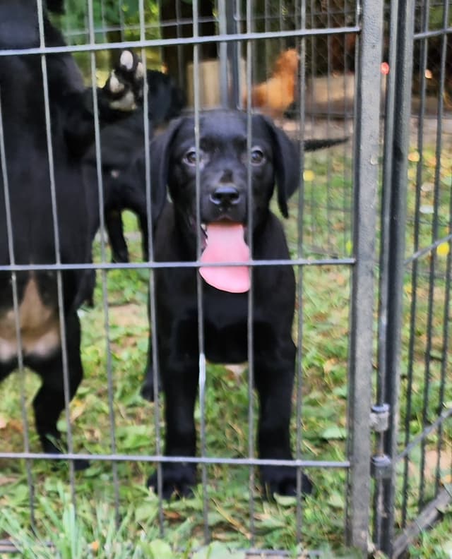 Labrador Retriever Puppies media 8