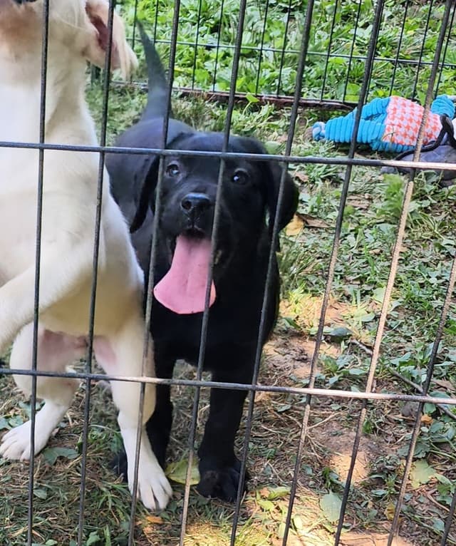 Labrador Retriever Puppies media 9