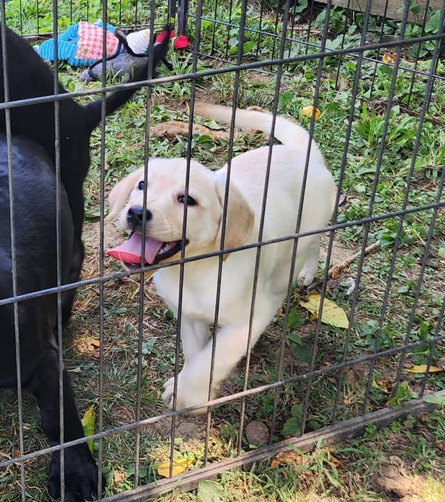 Labrador Retriever Puppies media 10