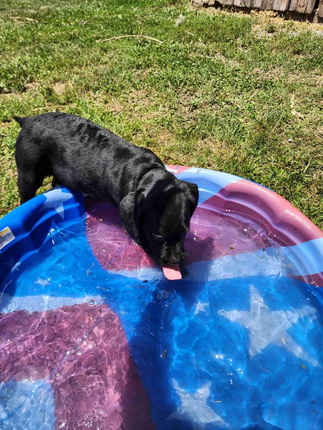 Labrador Retriever Puppies media 4