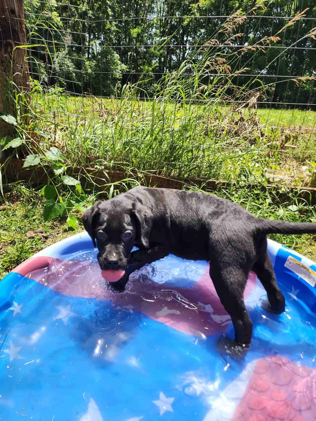 Labrador Retriever Puppies media 5