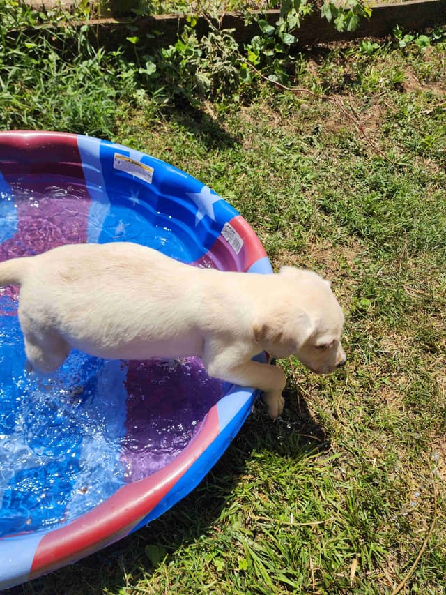 Labrador Retriever Puppies media 3