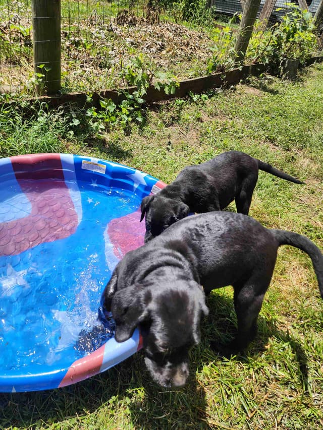 Labrador Retriever Puppies media 2