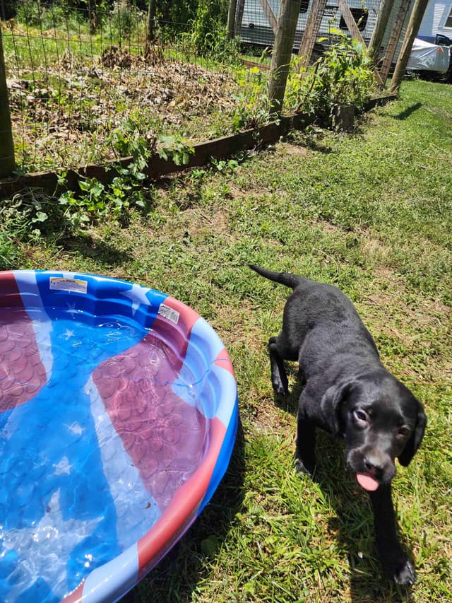 Labrador Retriever Puppies media 6