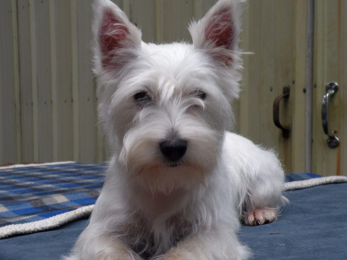 West Highland White Terrier Puppies breeder image 5
