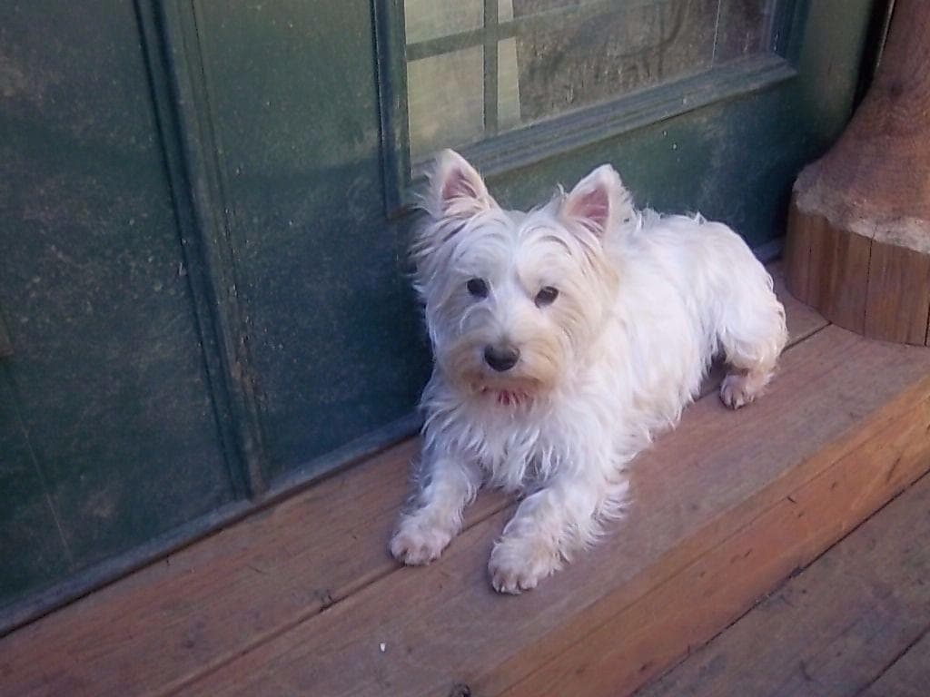 West Highland White Terrier Puppies breeder image 6