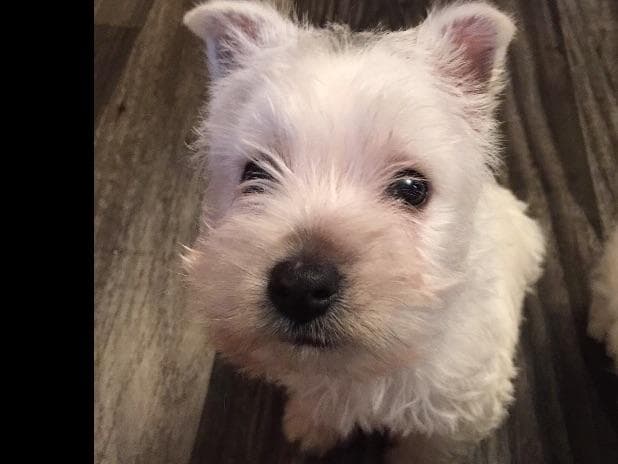 West Highland White Terrier Puppies breeder image 3