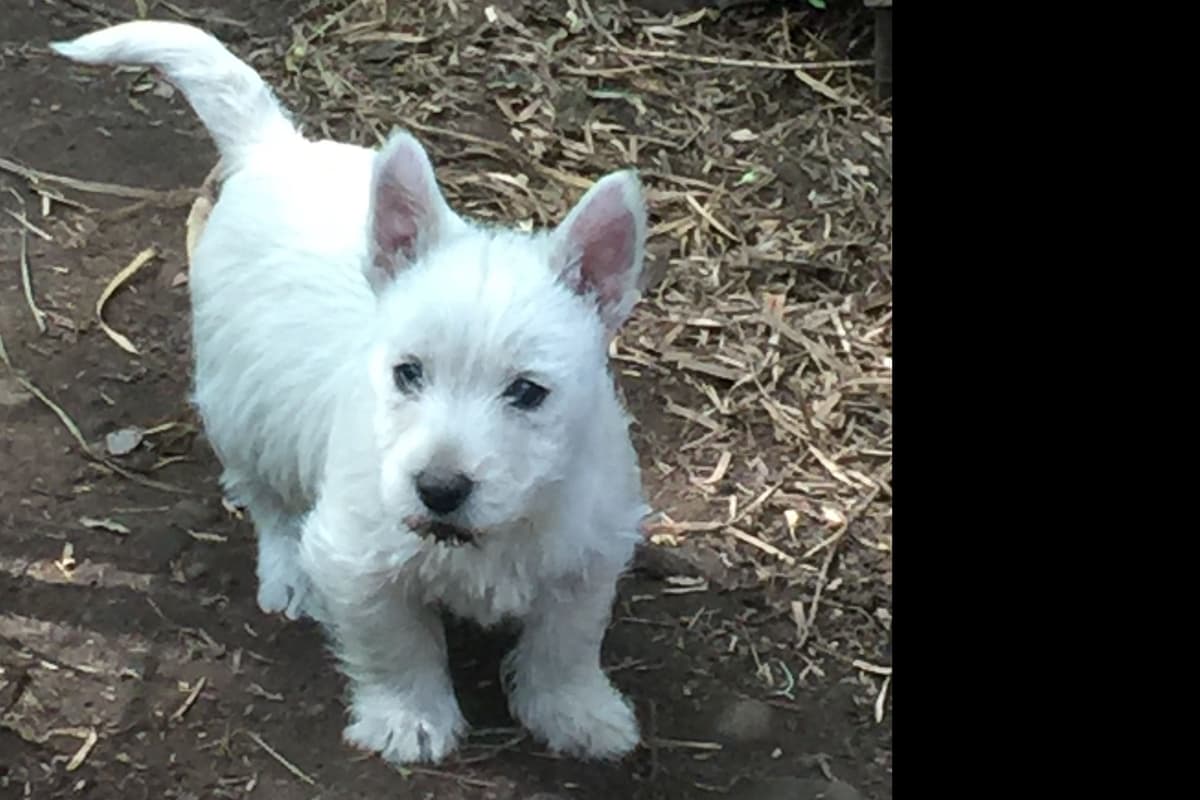 West Highland White Terrier Puppies breeder image 4