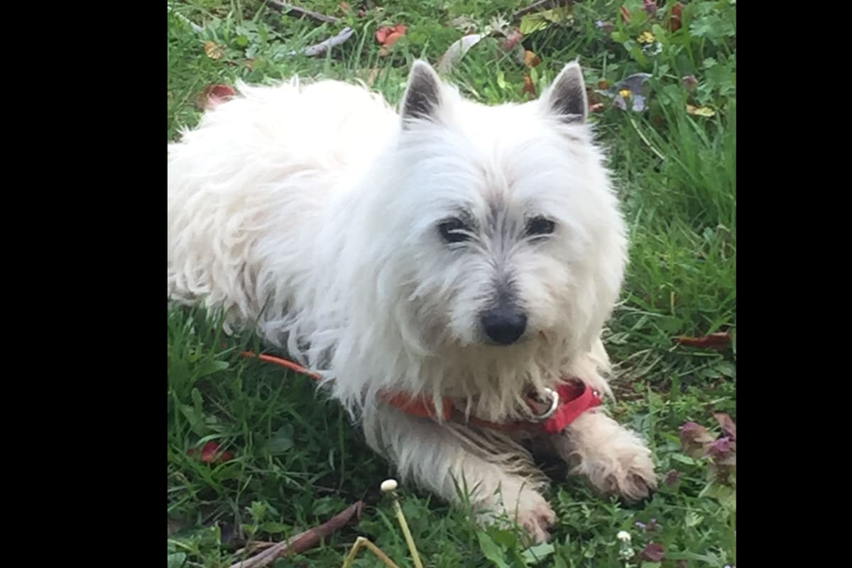 West Highland White Terrier Puppies breeder image 2