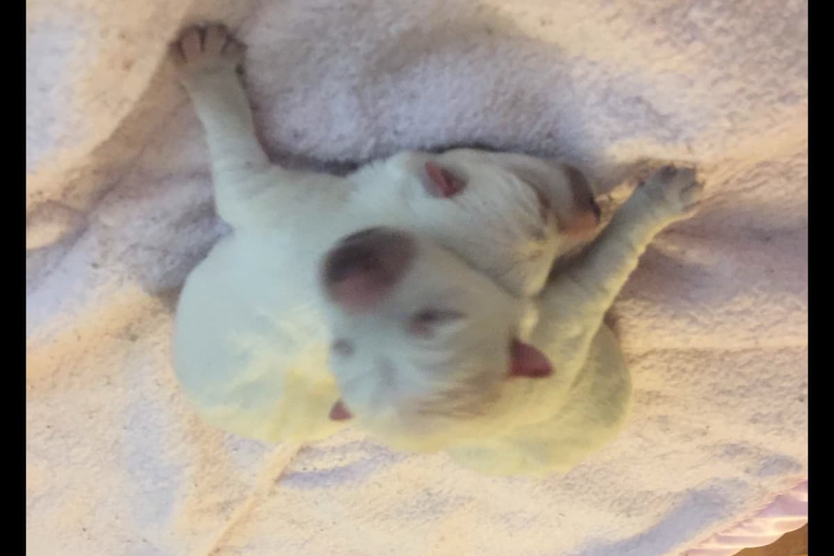 West Highland White Terrier Puppies breeder image 8