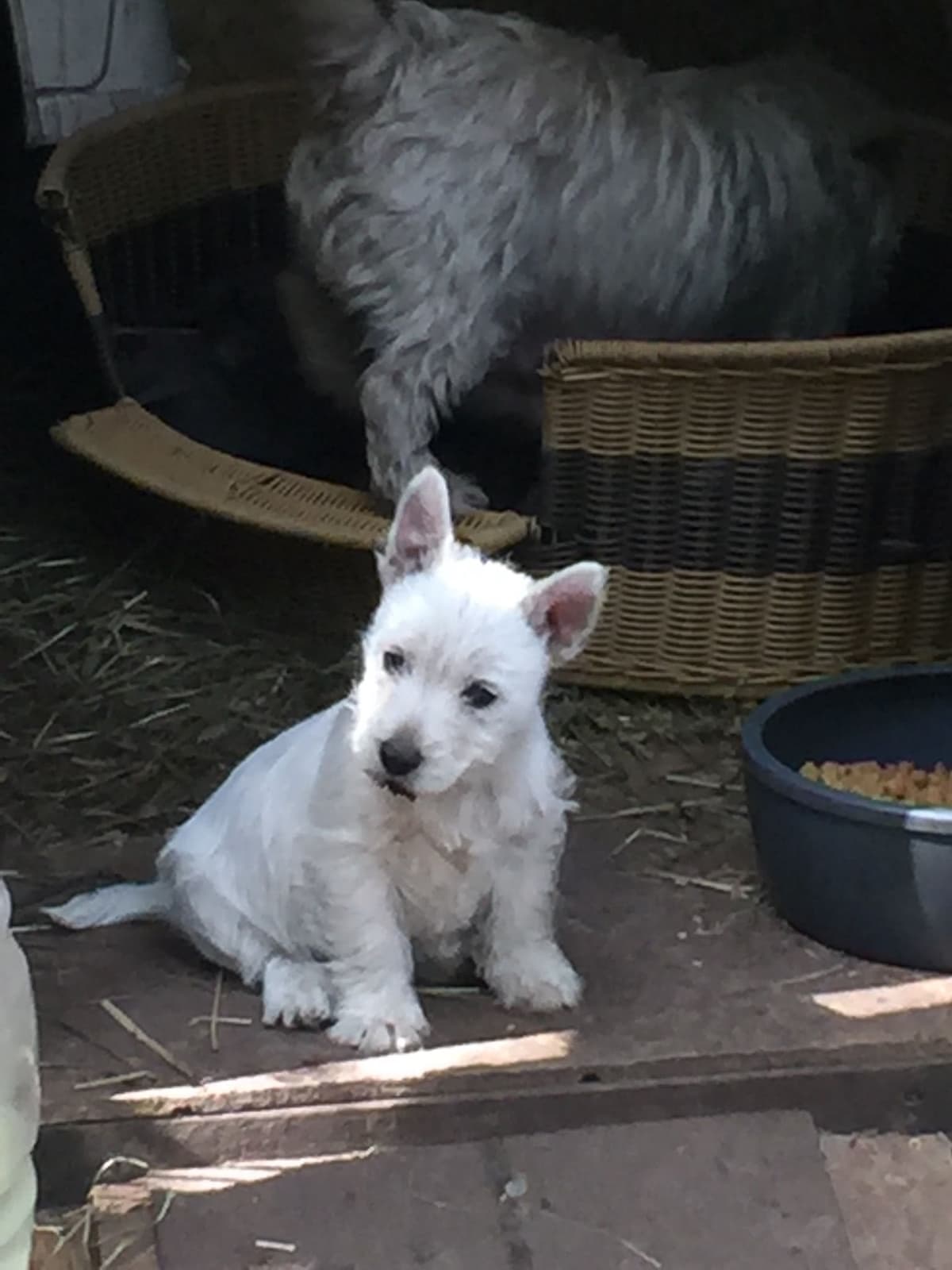 West Highland White Terrier Puppies breeder image 9