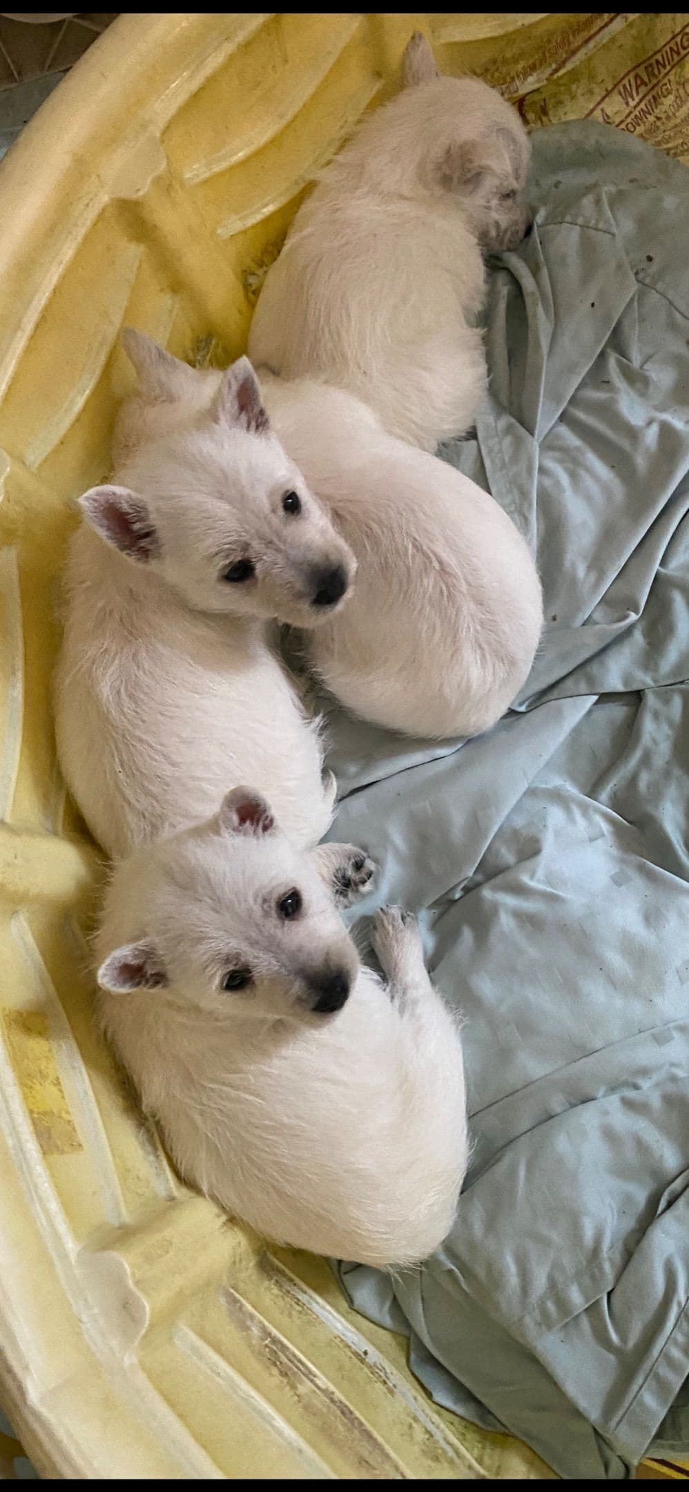 West Highland White Terrier Puppies breeder image 11