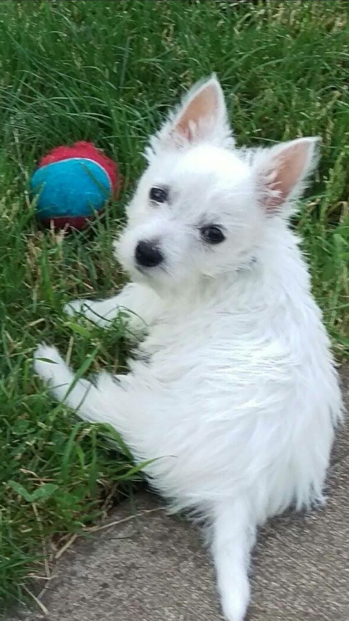 West Highland White Terrier Puppies breeder image 13