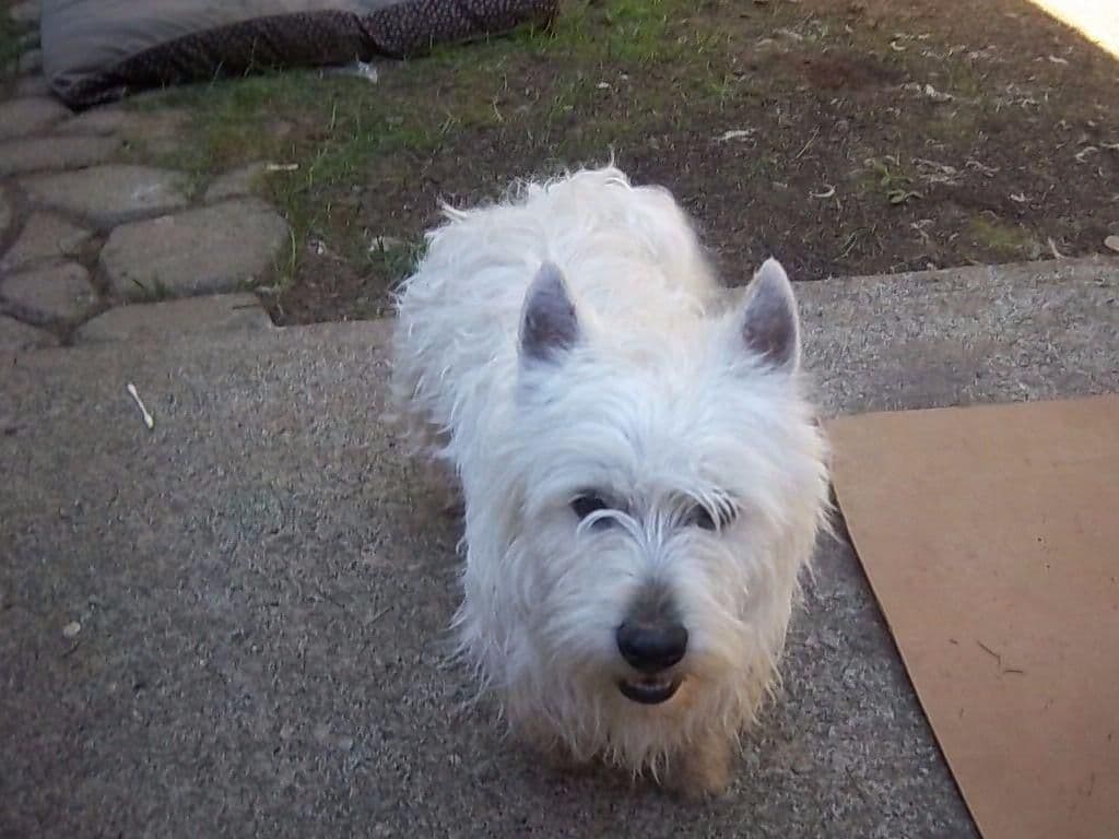 West Highland White Terrier Puppies breeder image 12