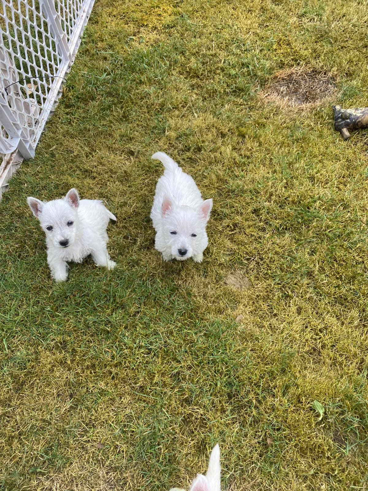West Highland White Terrier Puppies breeder image 14