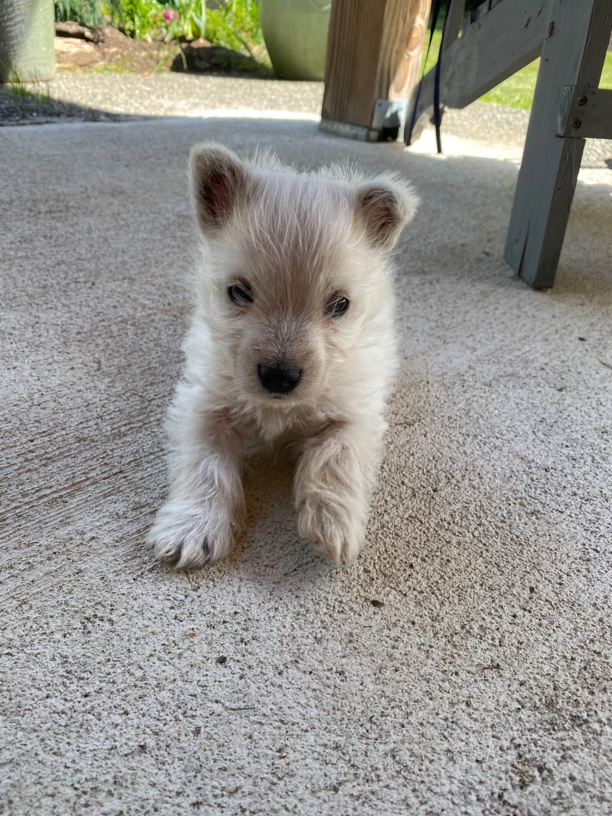 West Highland White Terrier Puppies breeder image 17
