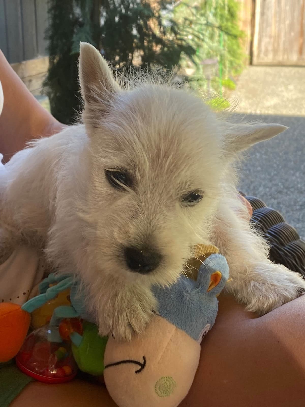 West Highland White Terrier Puppies breeder image 1