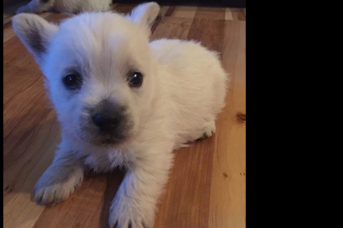 West Highland White Terrier Puppies breeder image 18
