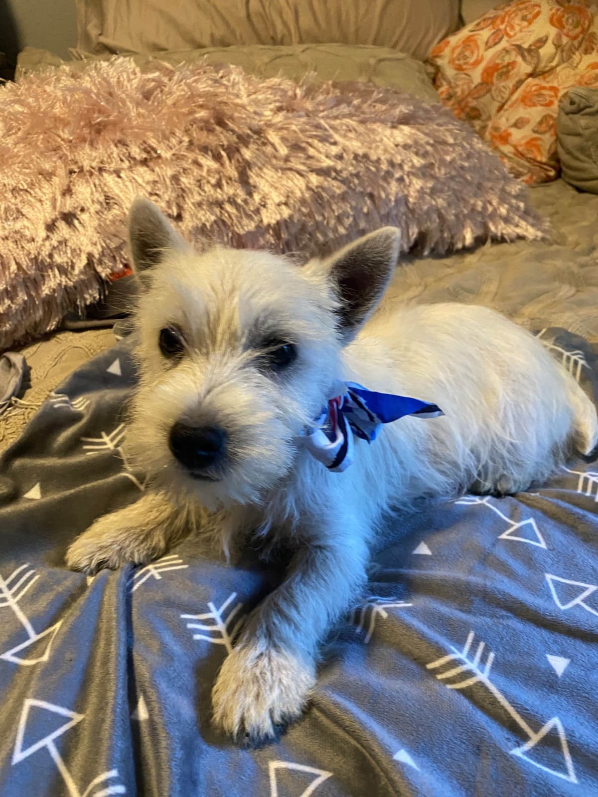 West Highland White Terrier Puppies breeder image 19