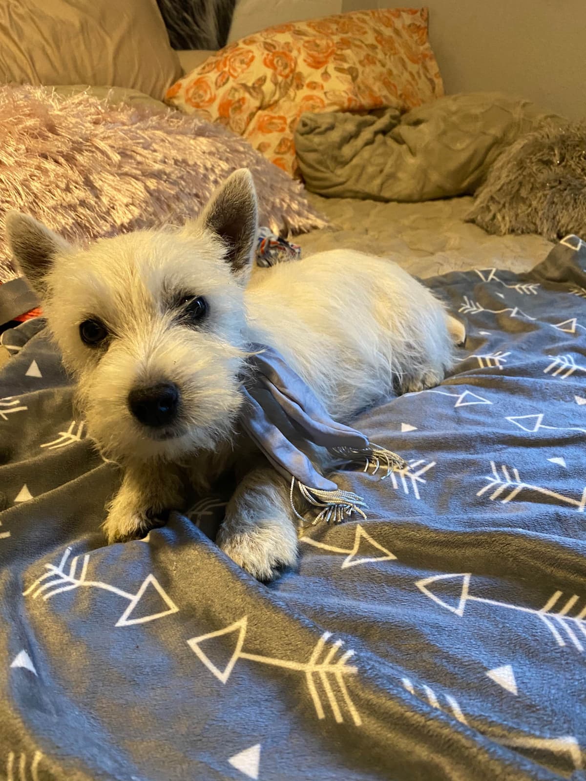 West Highland White Terrier Puppies breeder image 20