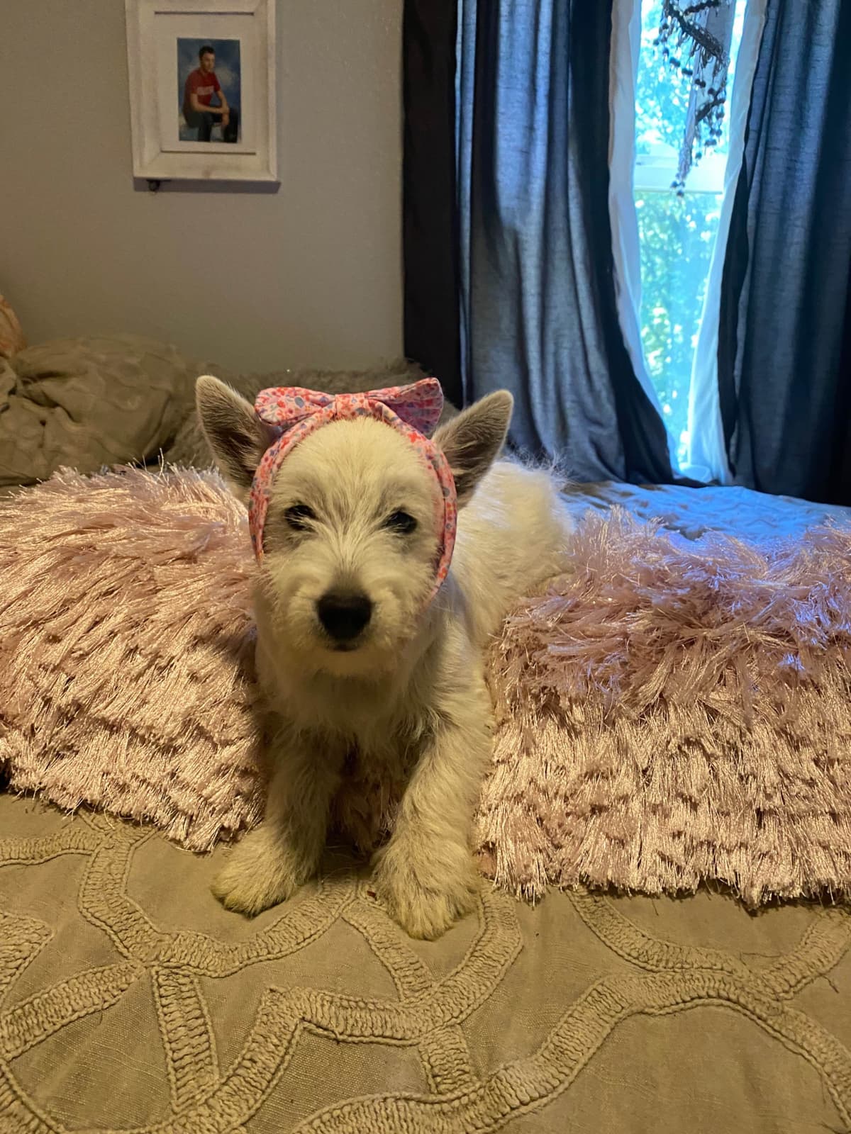 West Highland White Terrier Puppies breeder image 22