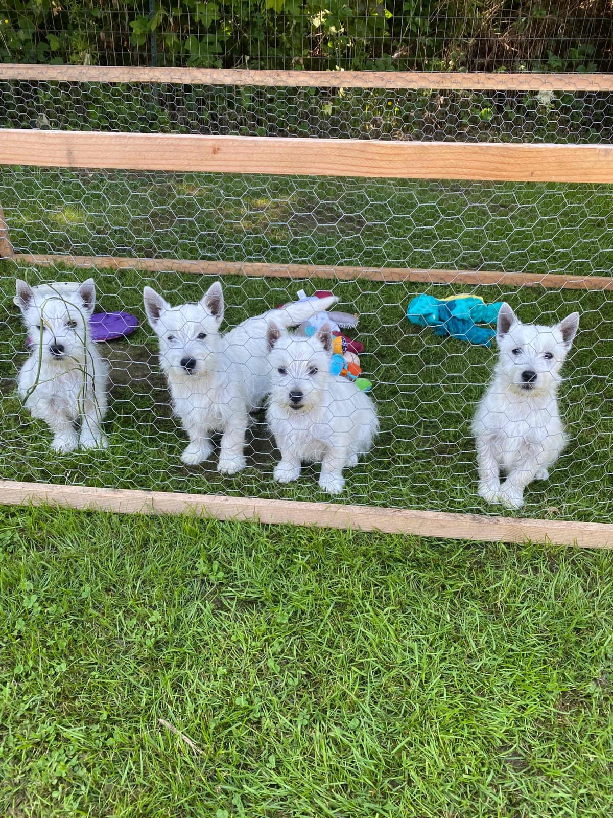 West Highland White Terrier Puppies breeder image 23