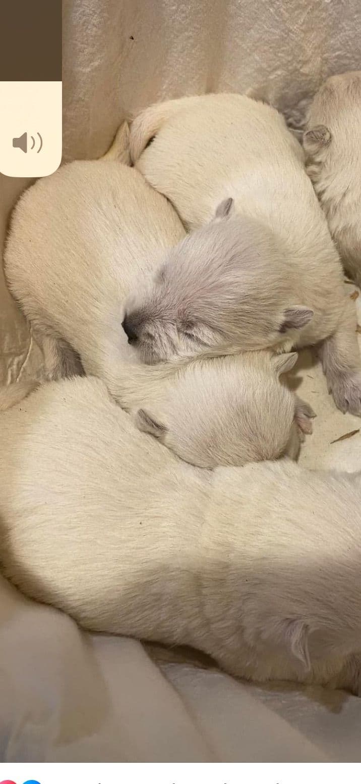 West Highland White Terrier Puppies breeder image 26
