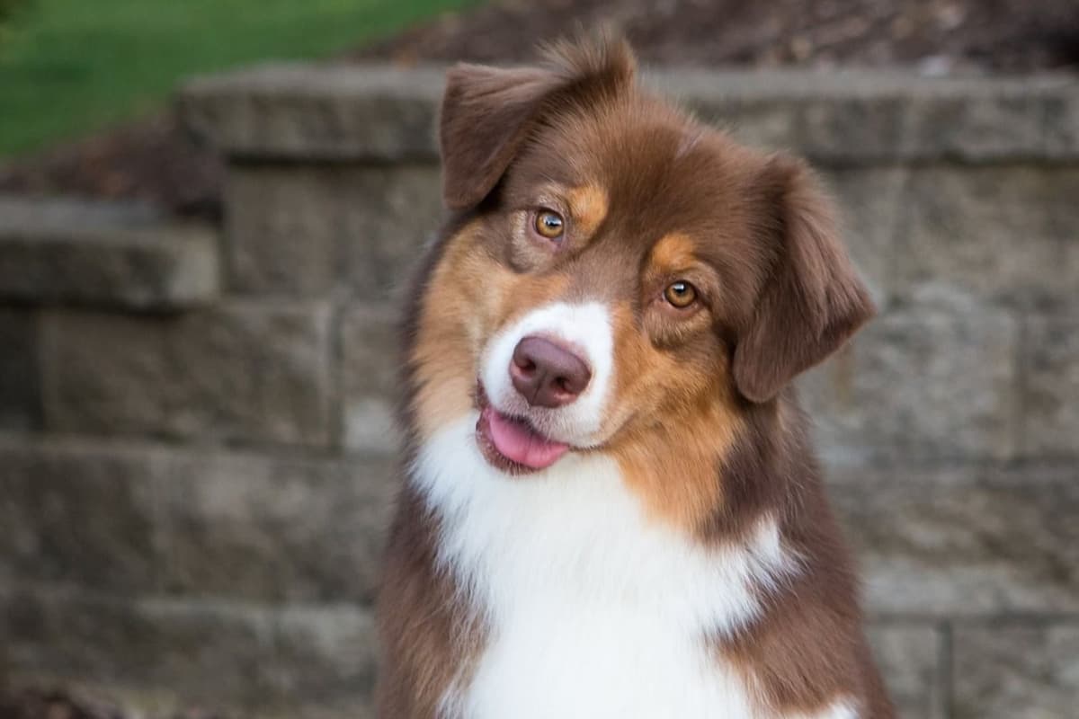 Australian Shepherd Puppies breeder image 1