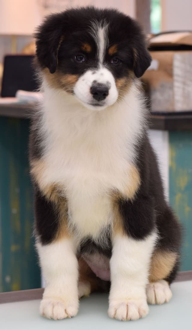 Australian Shepherd Puppies media 2