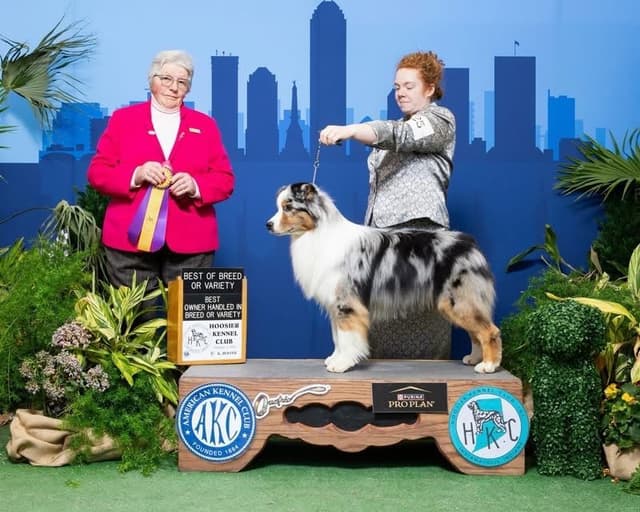 Australian Shepherd Puppies media 3
