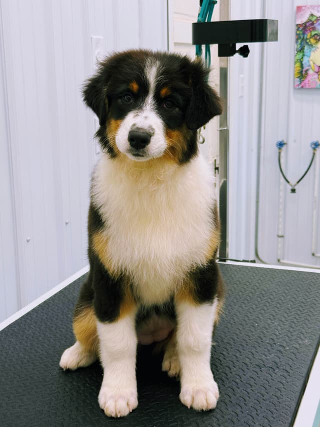Australian Shepherd Puppies media 5