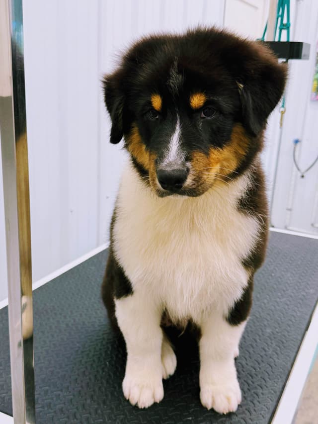Australian Shepherd Puppies media 6