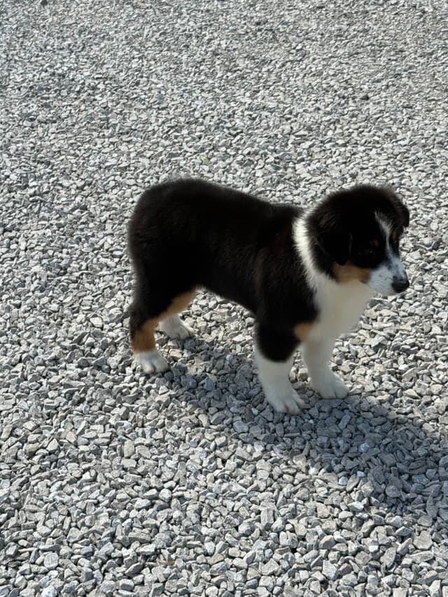 Australian Shepherd Puppies media 7