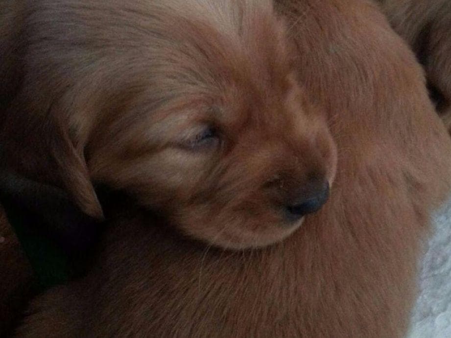 Golden Retriever Puppies breeder image 1