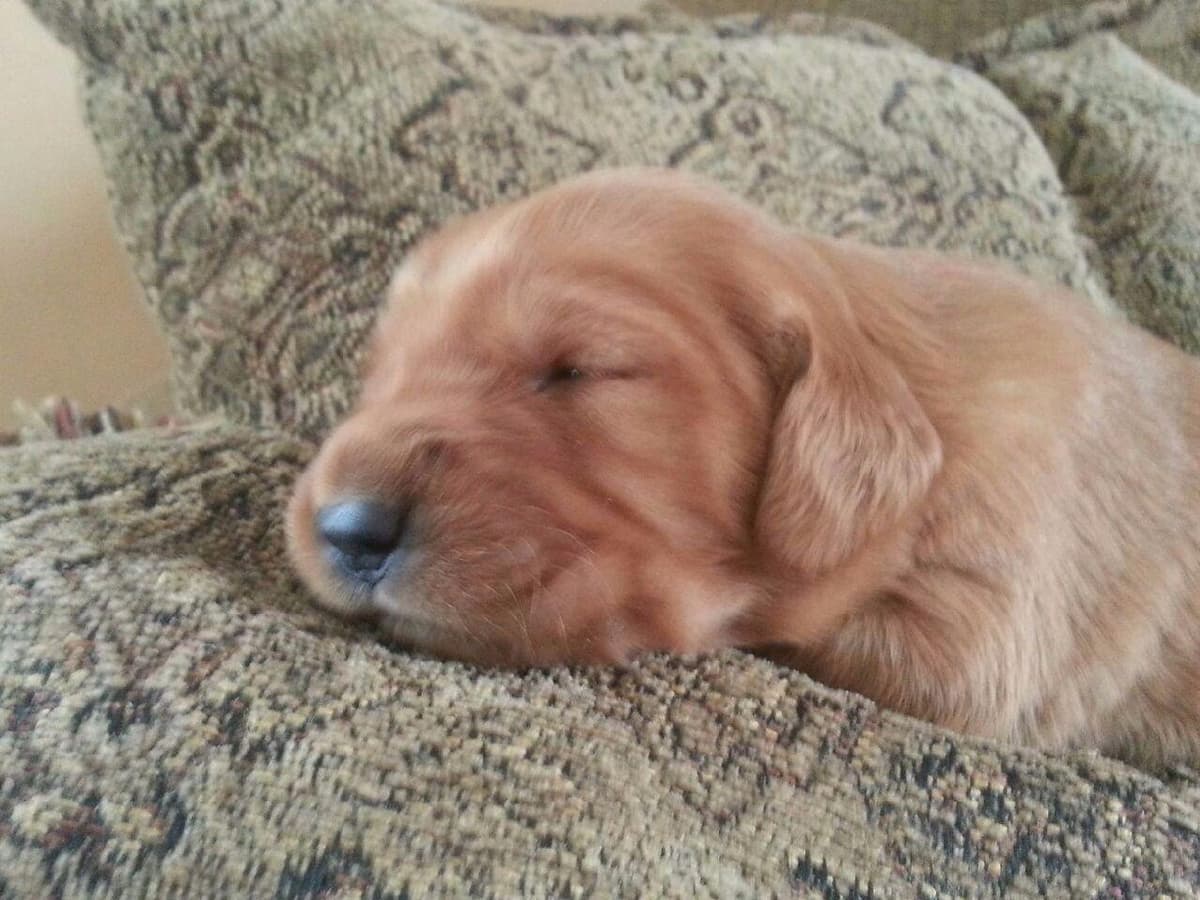 Golden Retriever Puppies breeder image 3