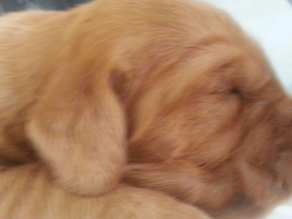 Golden Retriever Puppies breeder image 4