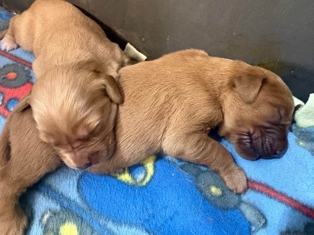 Golden Retriever Puppies media 2
