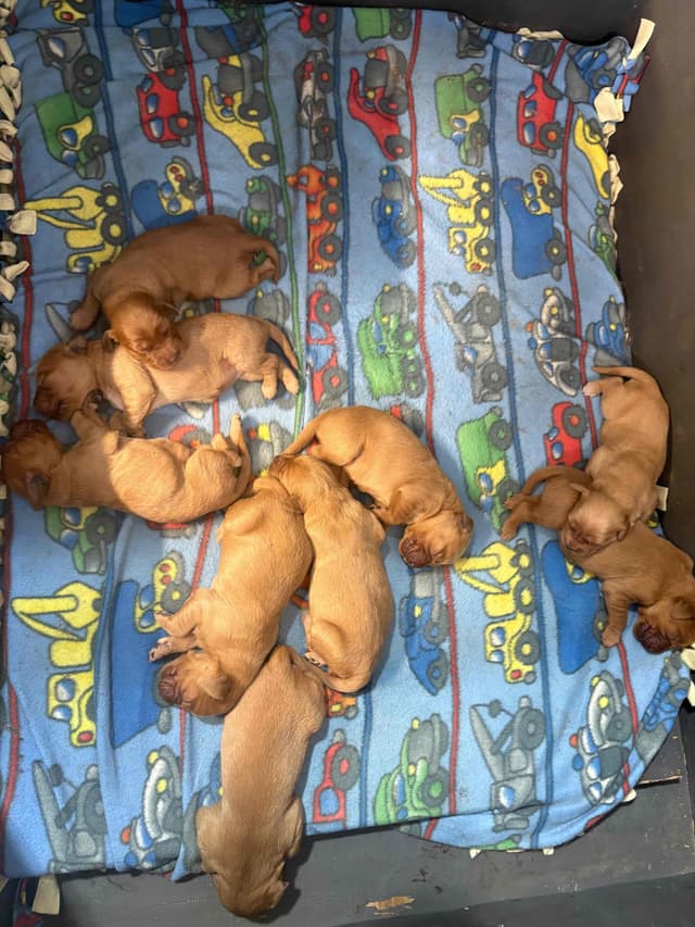 Golden Retriever Puppies media 3