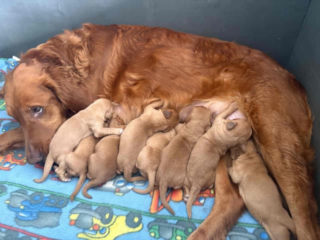 Golden Retriever Puppies media 4
