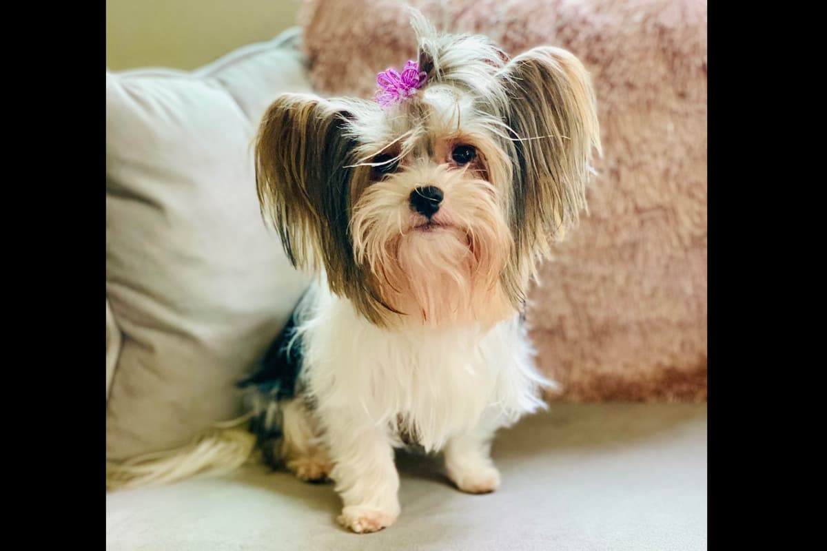 Yorkshire Terrier Puppies breeder image 1