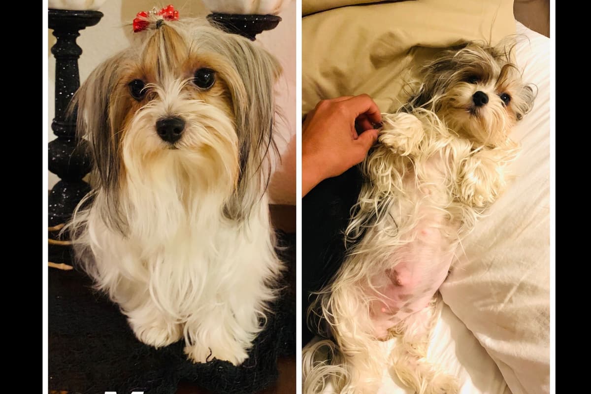 Yorkshire Terrier Puppies breeder image 4