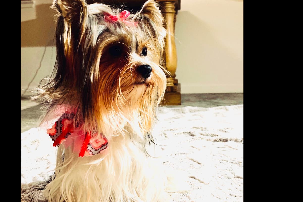 Yorkshire Terrier Puppies breeder image 3