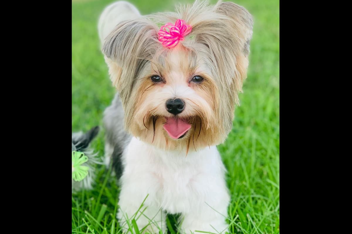 Yorkshire Terrier Puppies breeder image 5