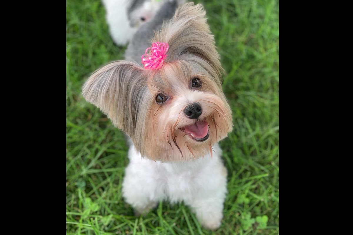 Yorkshire Terrier Puppies breeder image 6
