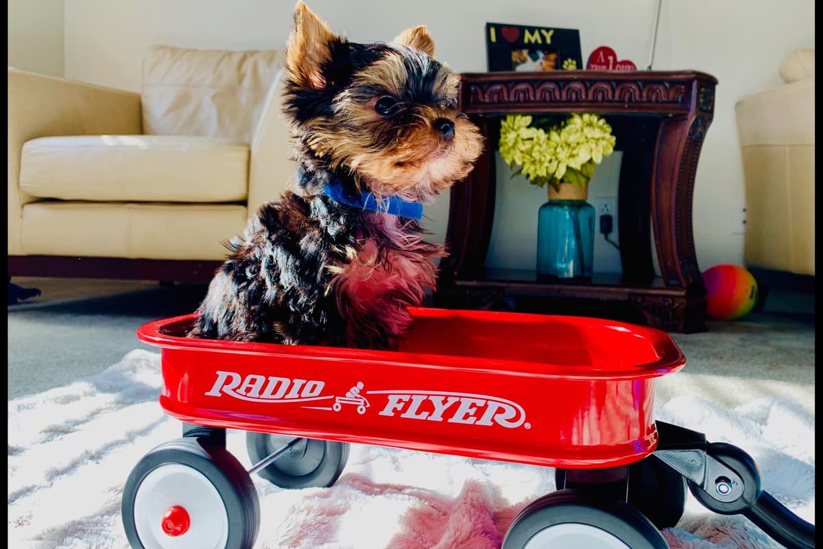 Yorkshire Terrier Puppies breeder image 12