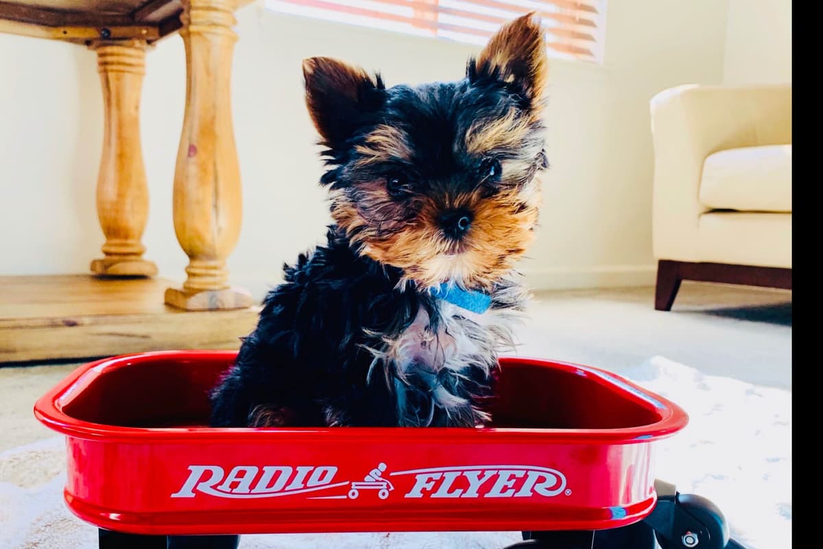 Yorkshire Terrier Puppies breeder image 13