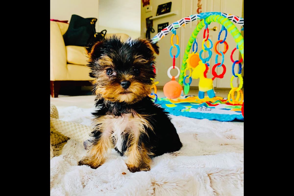 Yorkshire Terrier Puppies breeder image 14