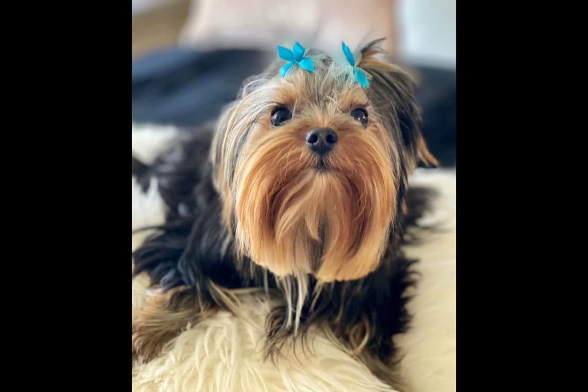 Yorkshire Terrier Puppies breeder image 9