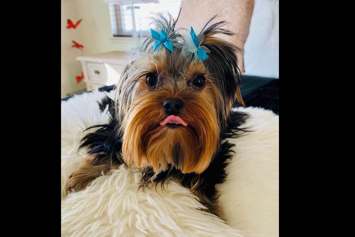 Yorkshire Terrier Puppies breeder image 11