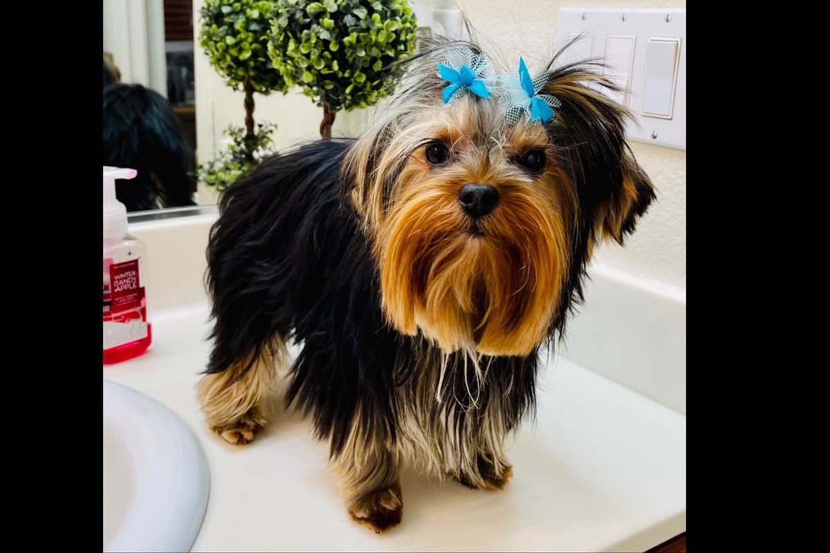 Yorkshire Terrier Puppies breeder image 10